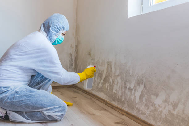 Licensed Basement Mold Remediation service in Fredericksburg, VA - WQB Mold Removal